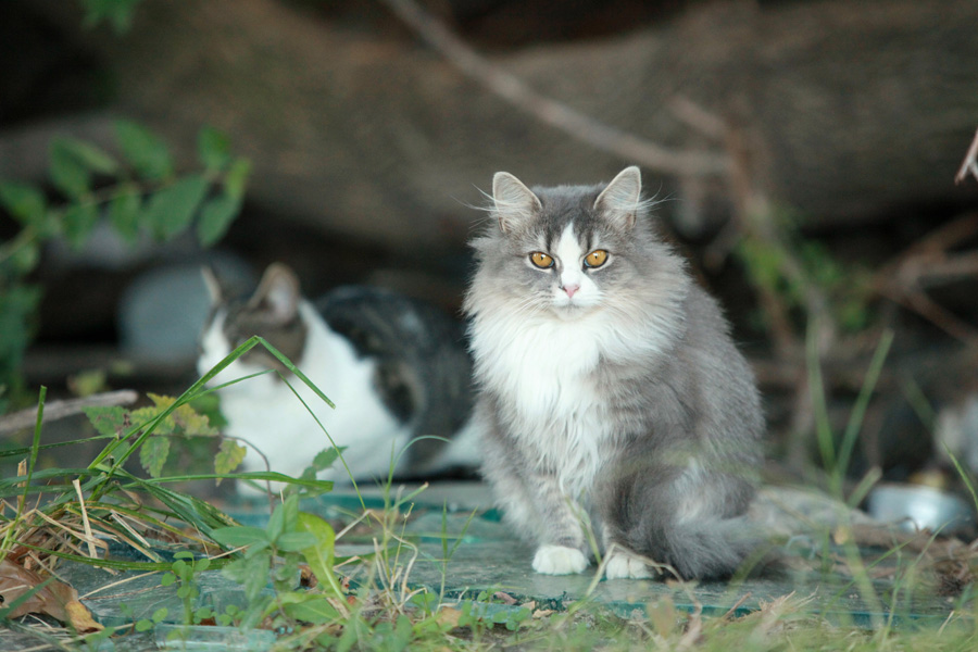 chats de gouttière